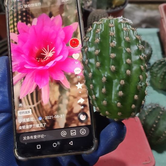 仙人球金妞紫罗兰侧芽