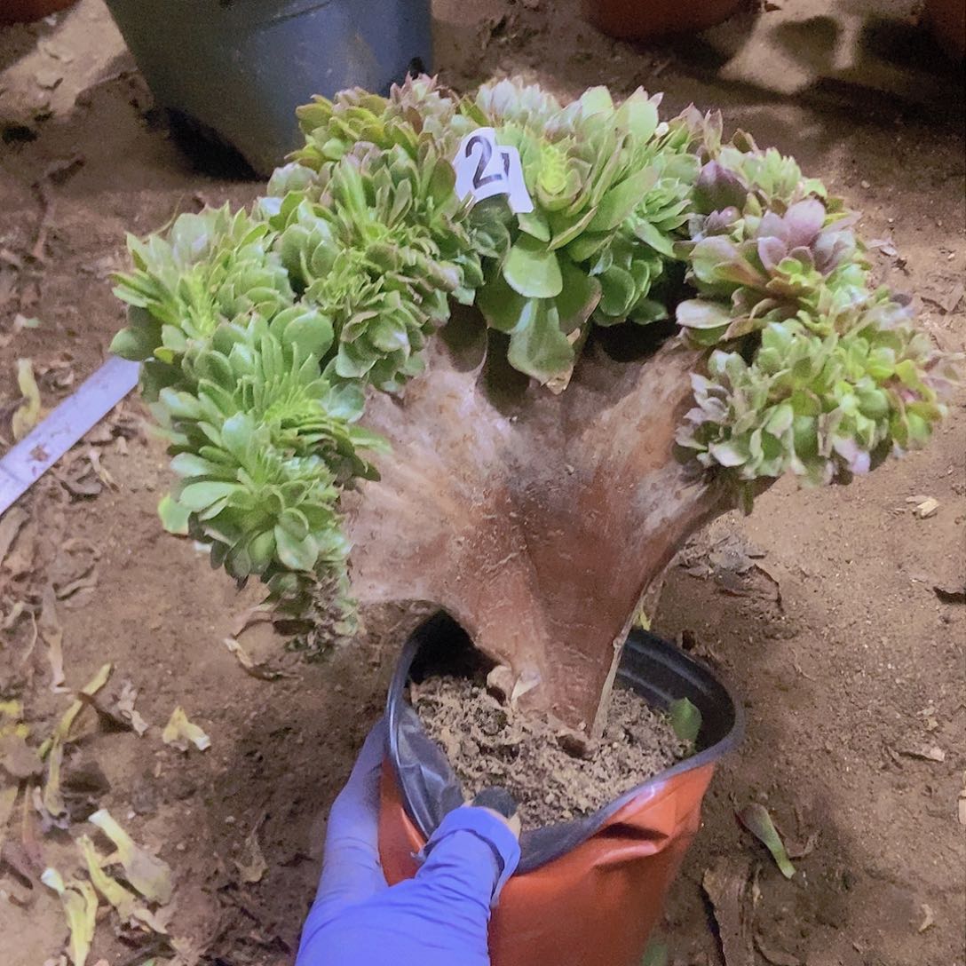 237万缀老板子微瑕疵