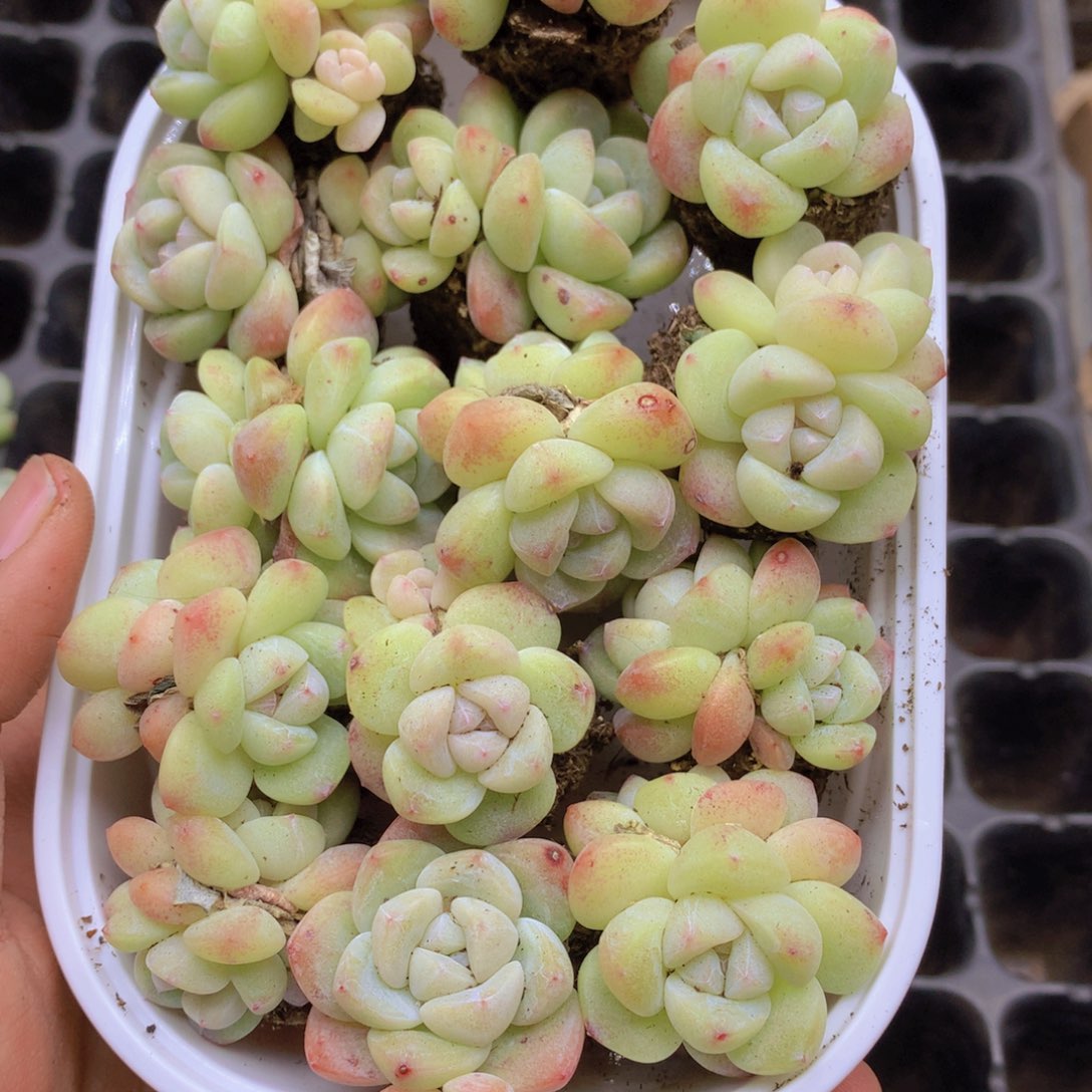 我要去看你的演唱了哦065