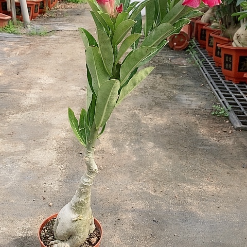 【闪购商品】无花朵风****）