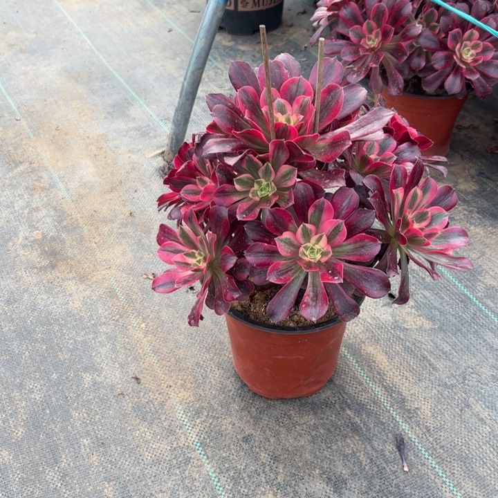 31美杜莎多肉多肉多肉