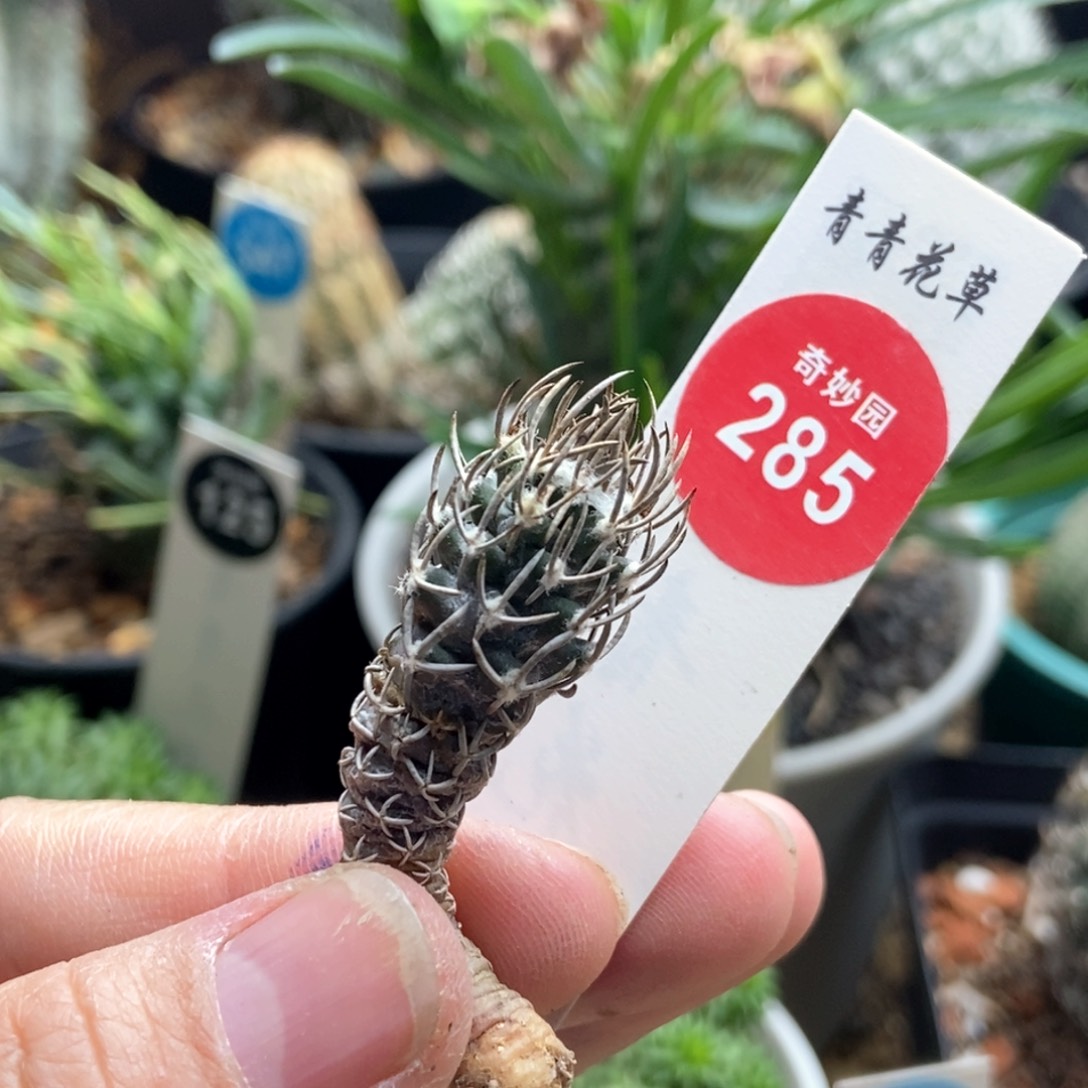 实生优选母本黄龙丸一颗，