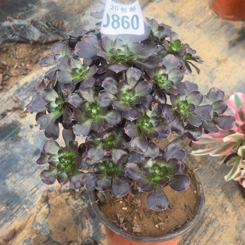 860黑元叶不包断枝