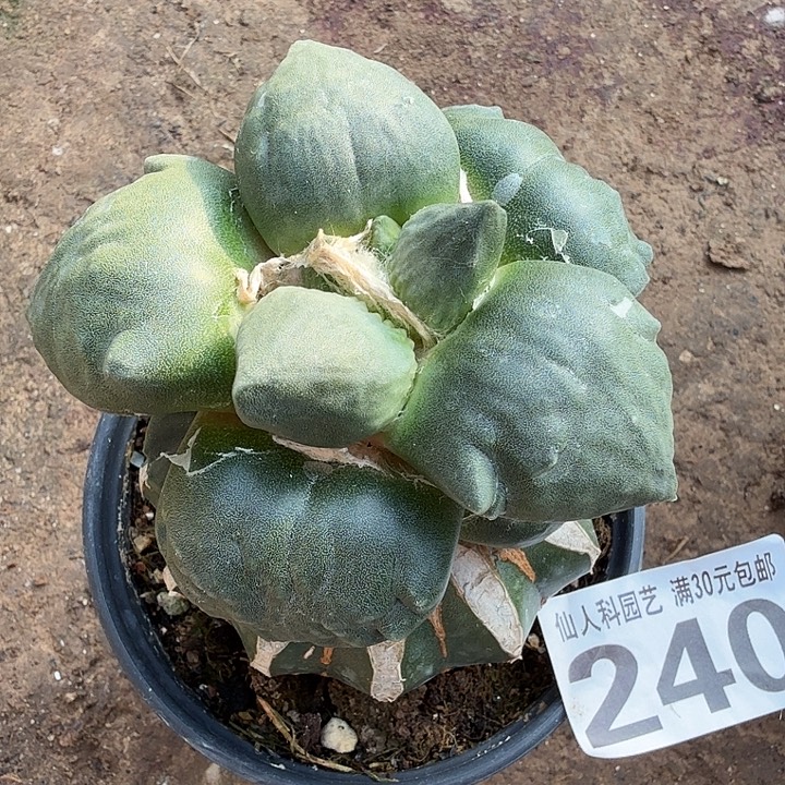 无花朵240超大型蛋蛋牡丹