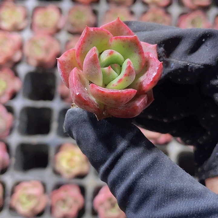 6精品红桃佳人1号2颗一组