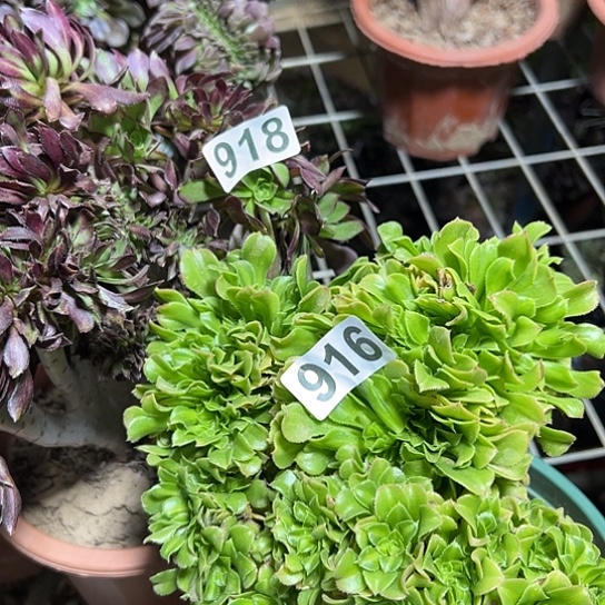 蒋***奶多肉植物两个有伤918.916