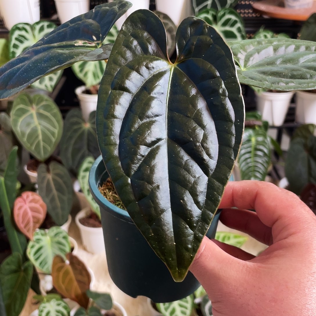 完全开放暗夜巴拿马杂奢华