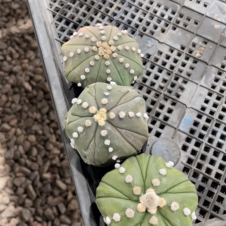 实生兜福利福利福利