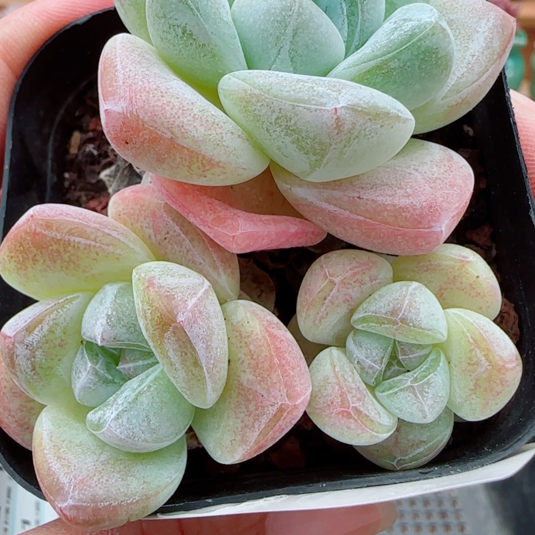 花语逸镜1006-205冰玉