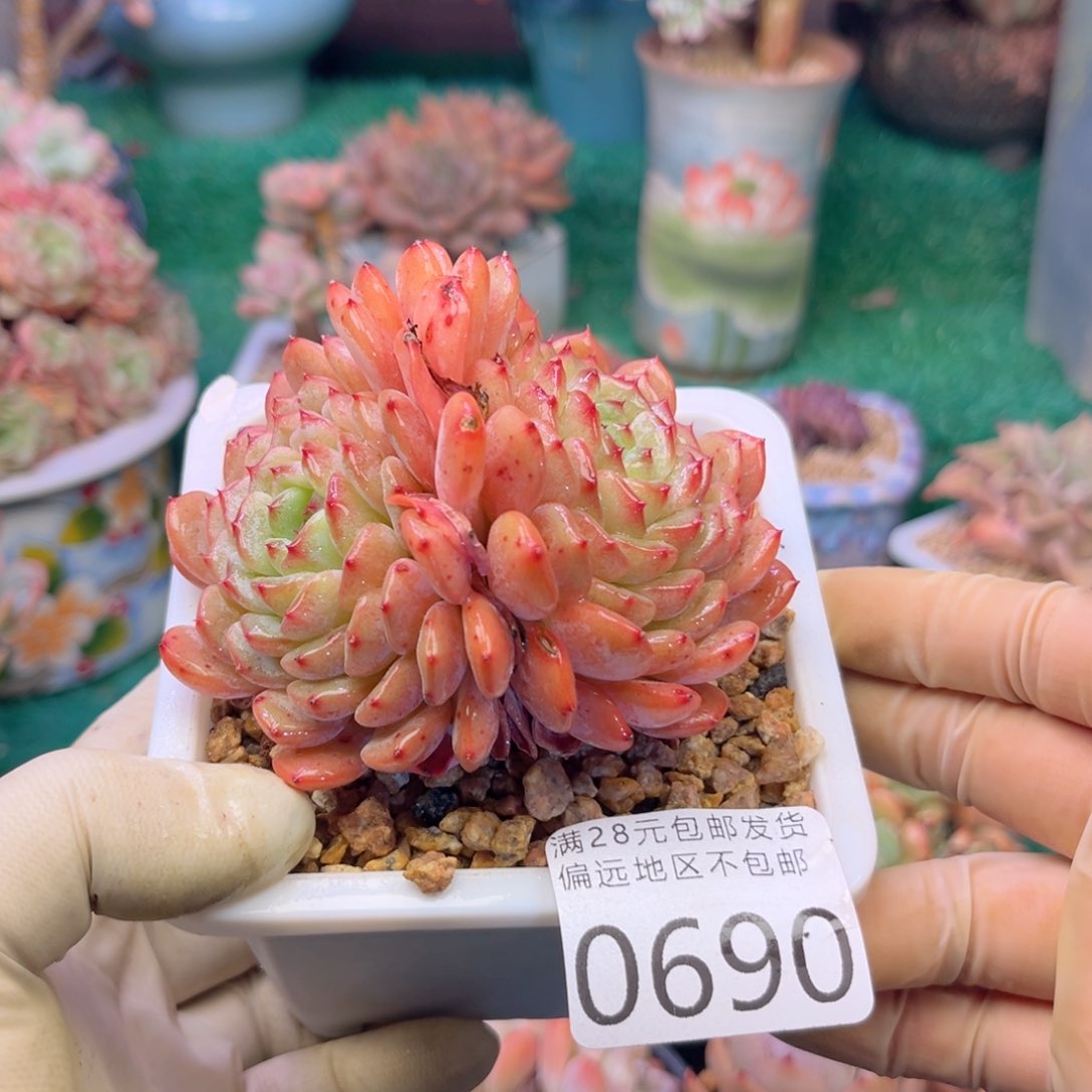 大0690:）f b c b v n m m