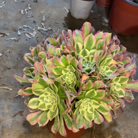 白凤多肉植物007