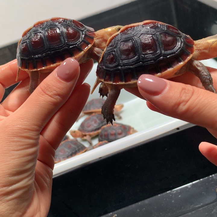 公宠物龟网红宠物龟安缘龟