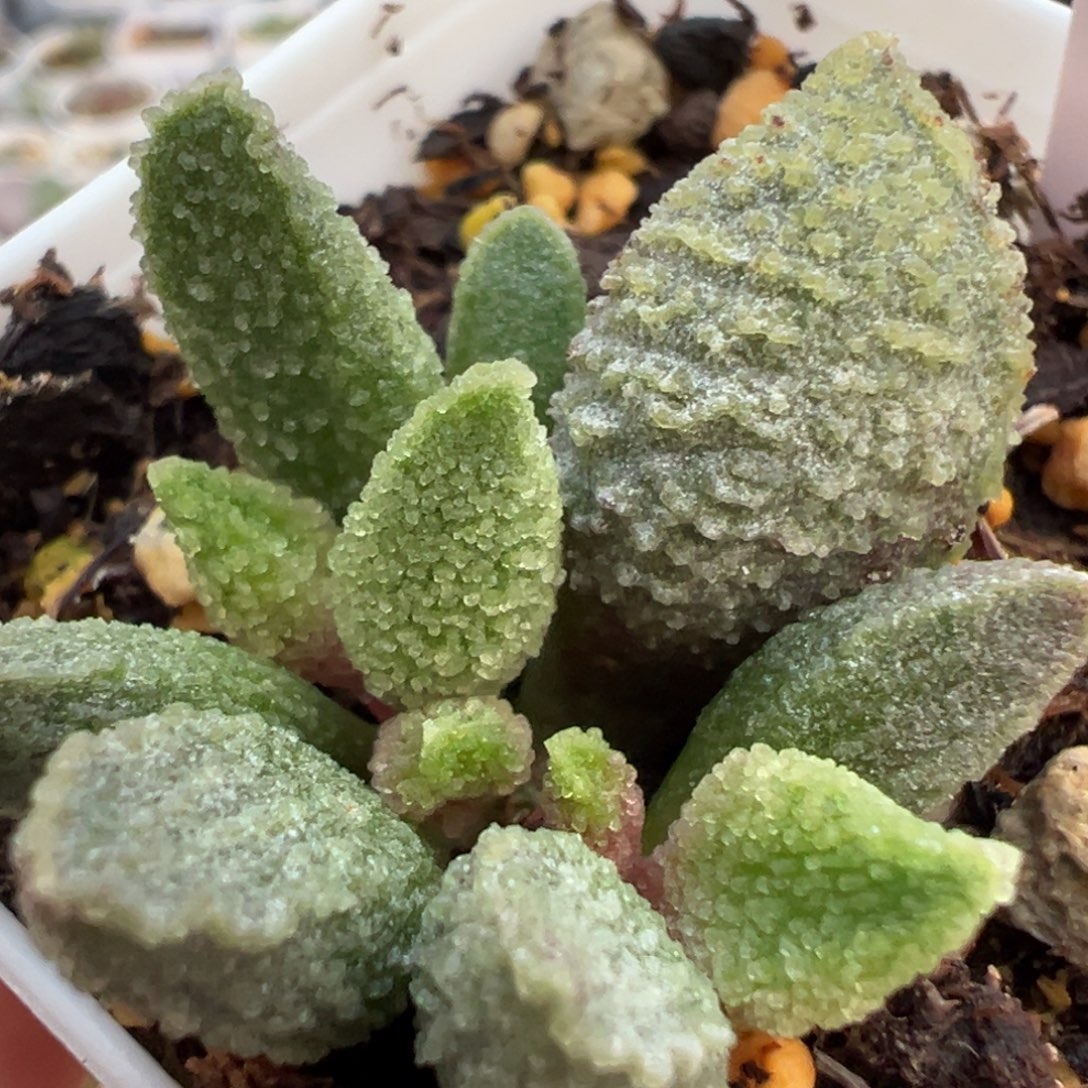 实生新品大苗多肉植物水泡