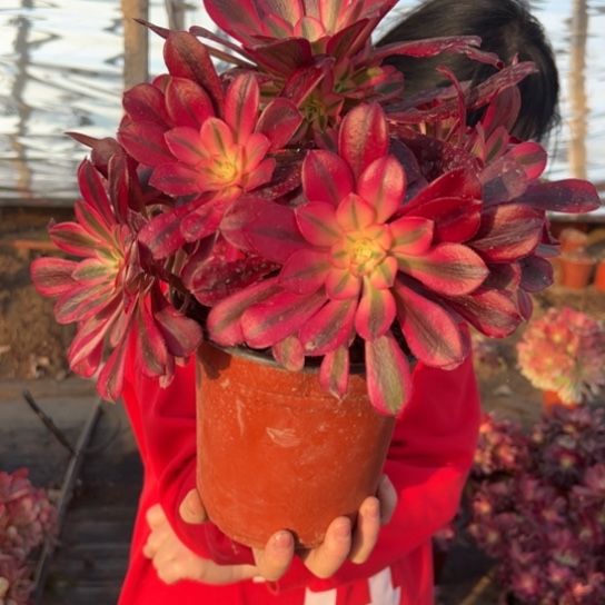 美杜莎一颗包邮福利