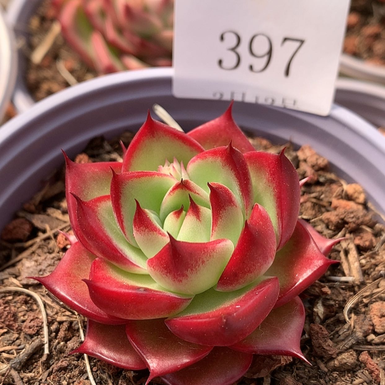 【闪购商品】云397