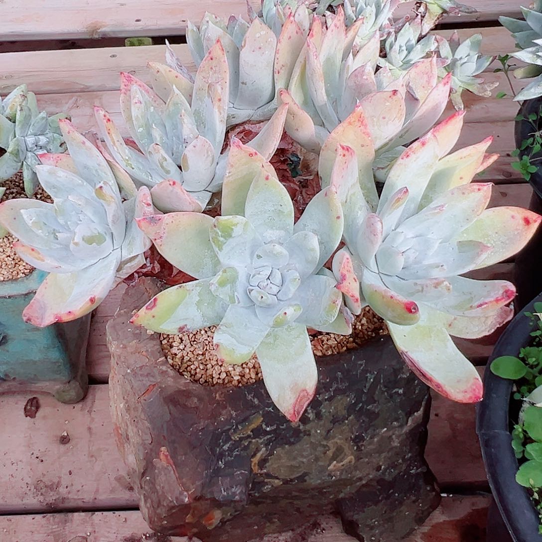 9088雪山仙女杯多肉