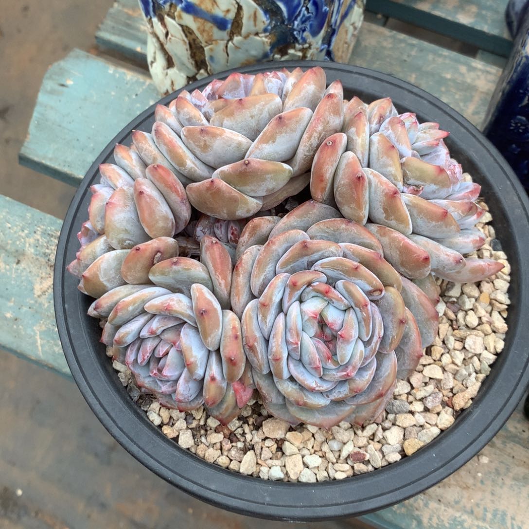 无花朵婷婷多肉 植物哈哈哈