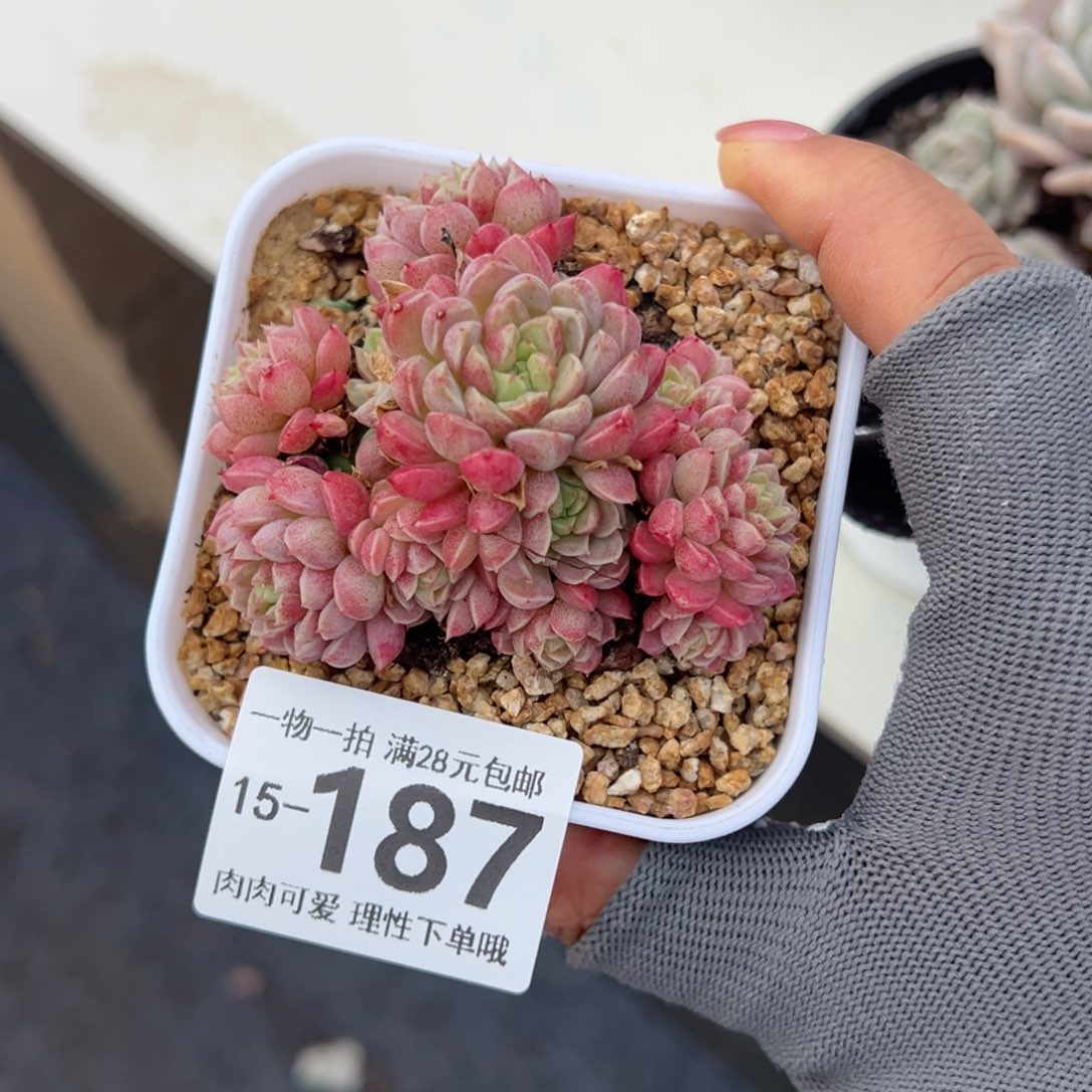 绿心羊脂球多肉多肉多肉多肉多肉