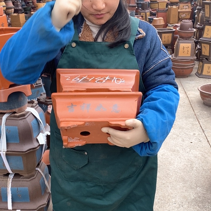 紫砂花盆盆栽花卉苗木种植