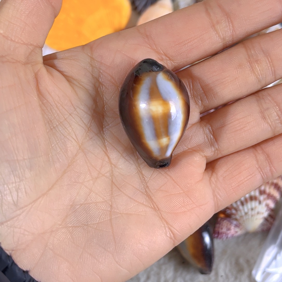 大理石磁石青****?天然贝壳海螺批发零售