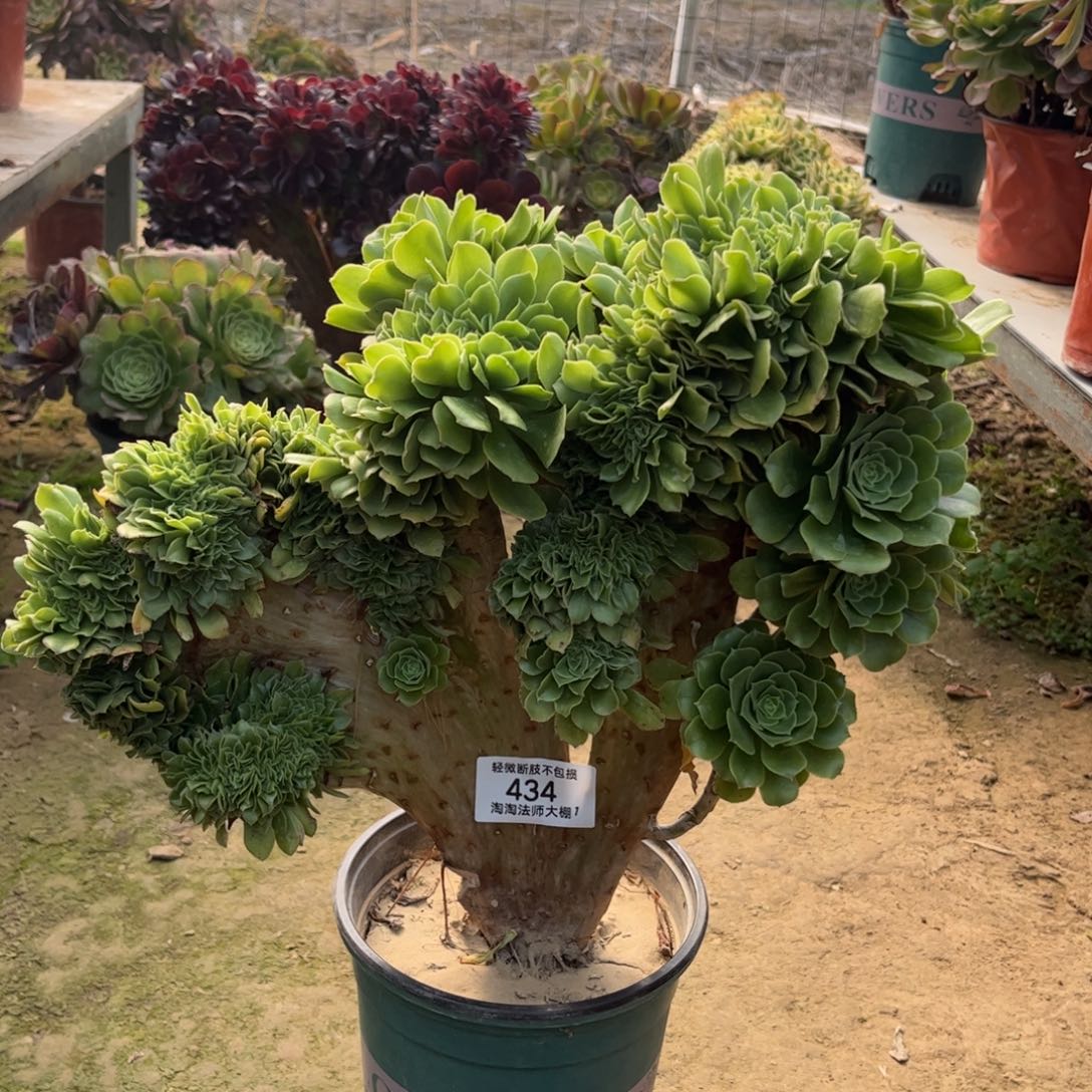 434绿羊绒缀化多肉植物