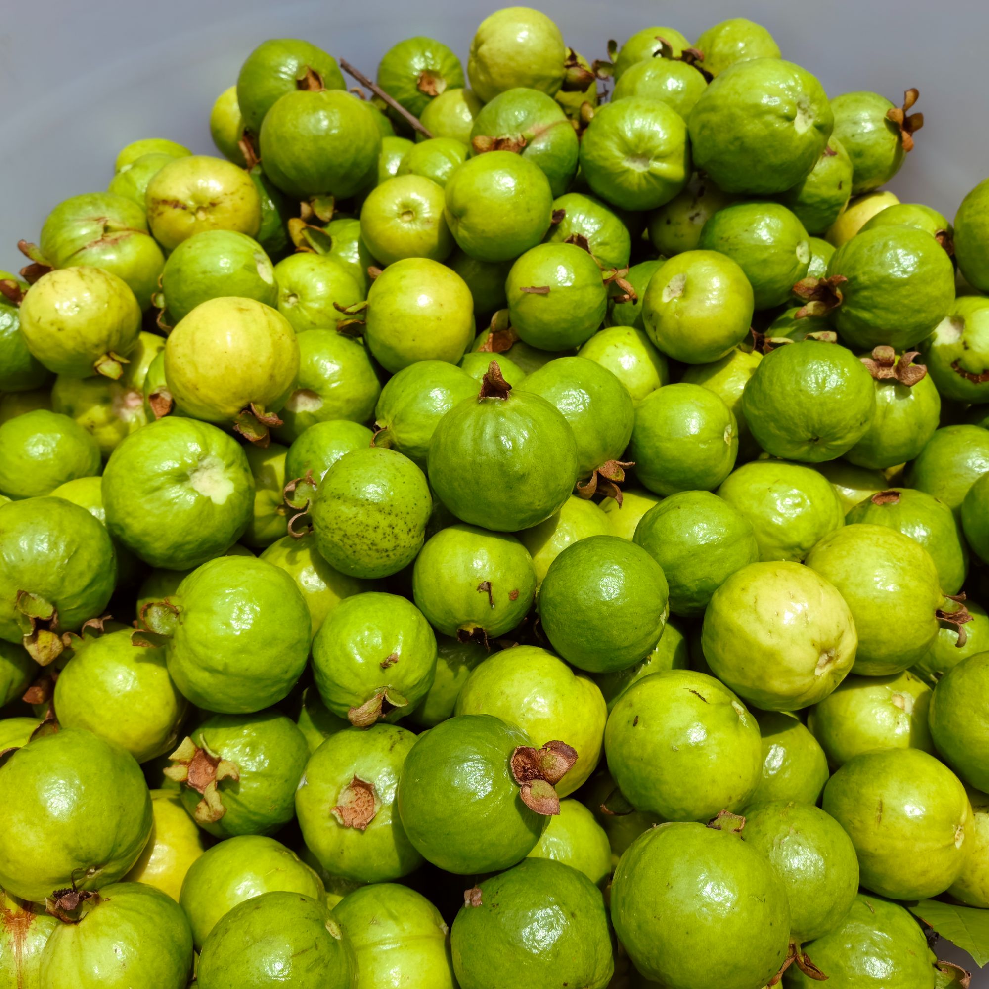 广西都安老品种小番石榴小芭乐果现摘现发