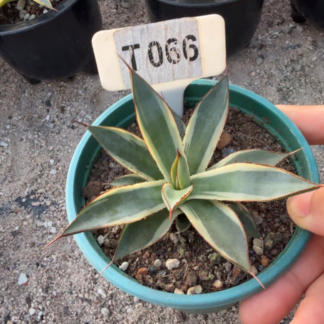 福利新手龙舌兰泷雷锦脱土发