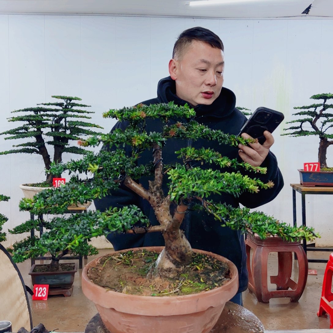 无花朵盆景园林……