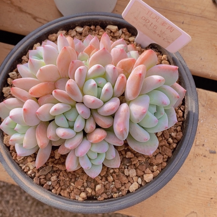 这么多事要等下星期