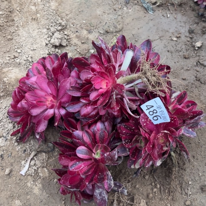 486美杜莎5颗绣球西2