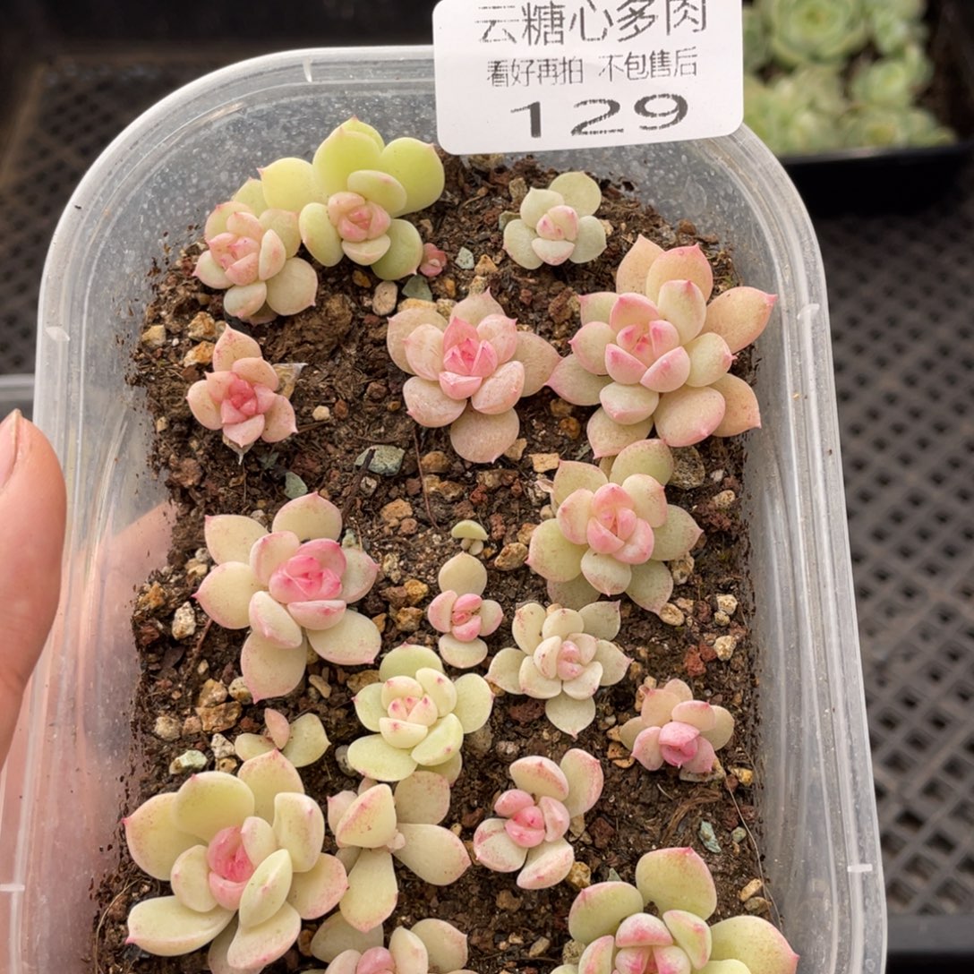 云糖心多肉植物129