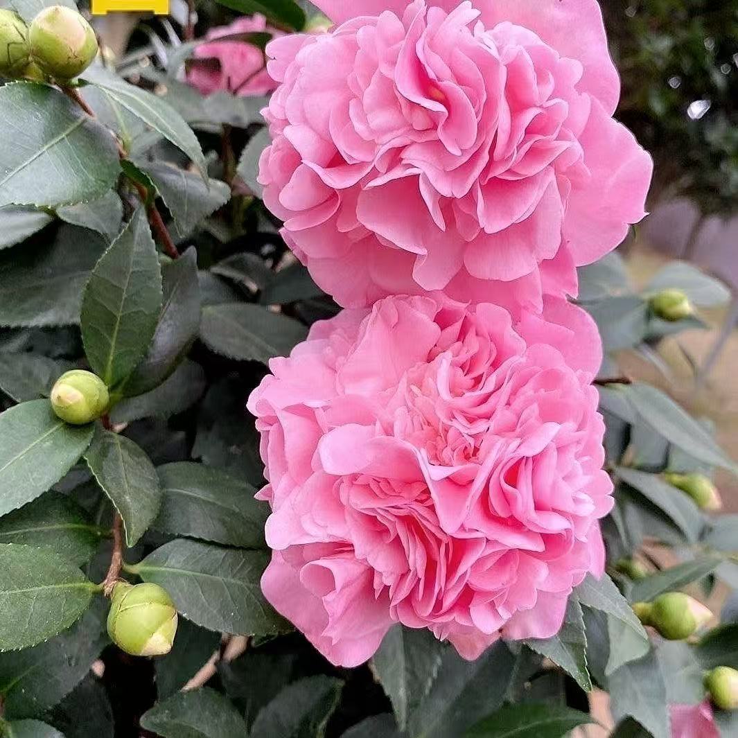 包邮A＋级加大加高80cm-100cm香妃茶花树苗盆栽花卉耐寒适合室内外