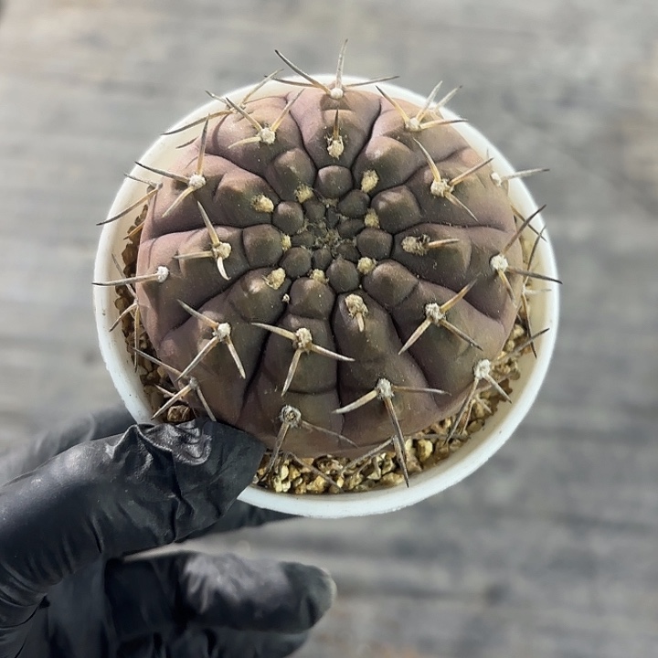 紫丽丸实生万象盆一盆