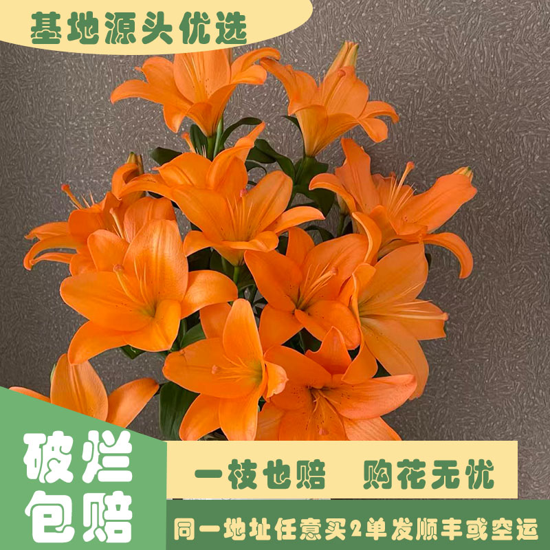【基地源头优选】 百合-橙色梦想     任意两单发顺丰或空运