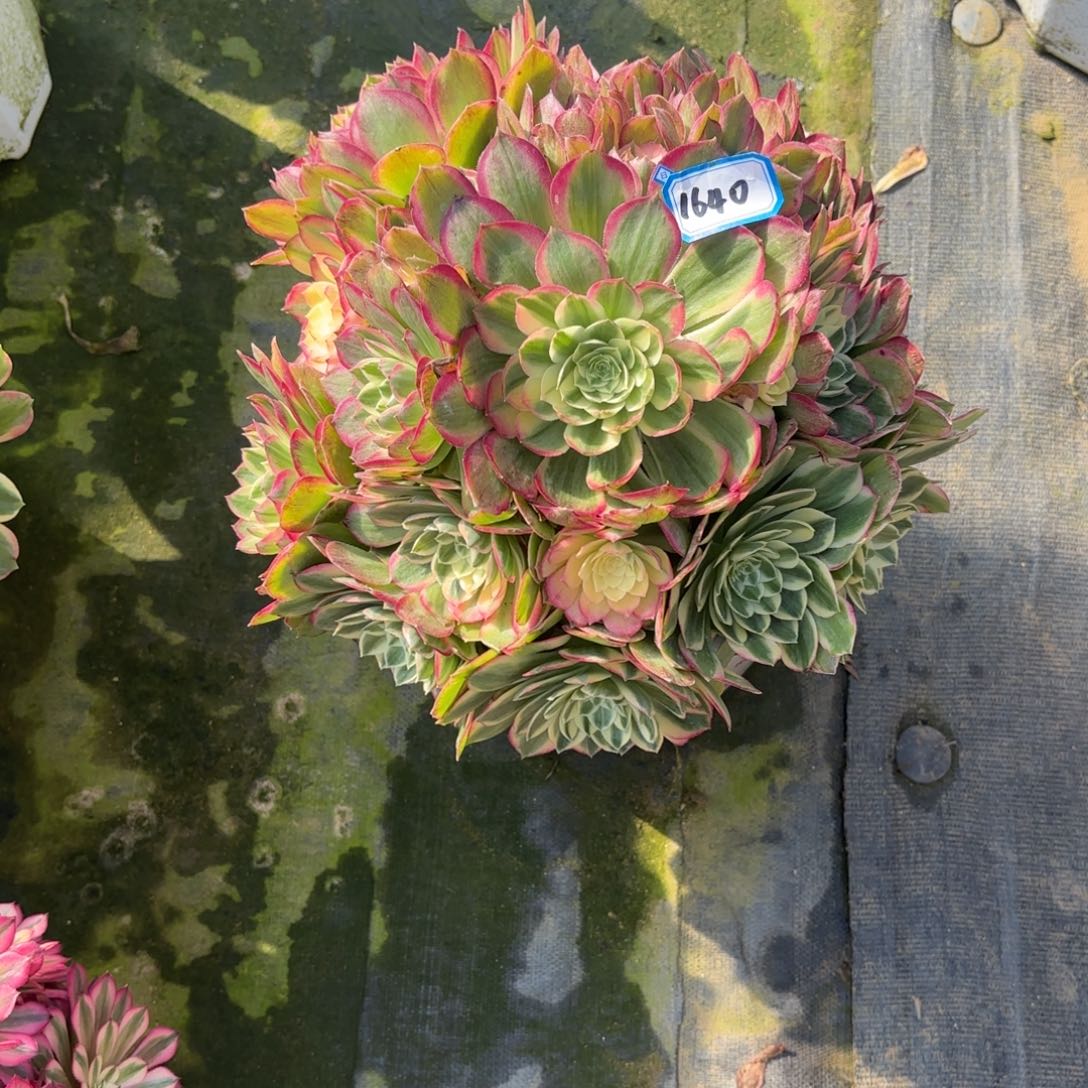 用****0好好月又圆202513