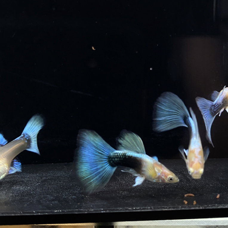 精品黄化体蓝礼服欧翼 小型热带鱼 孔雀鱼
