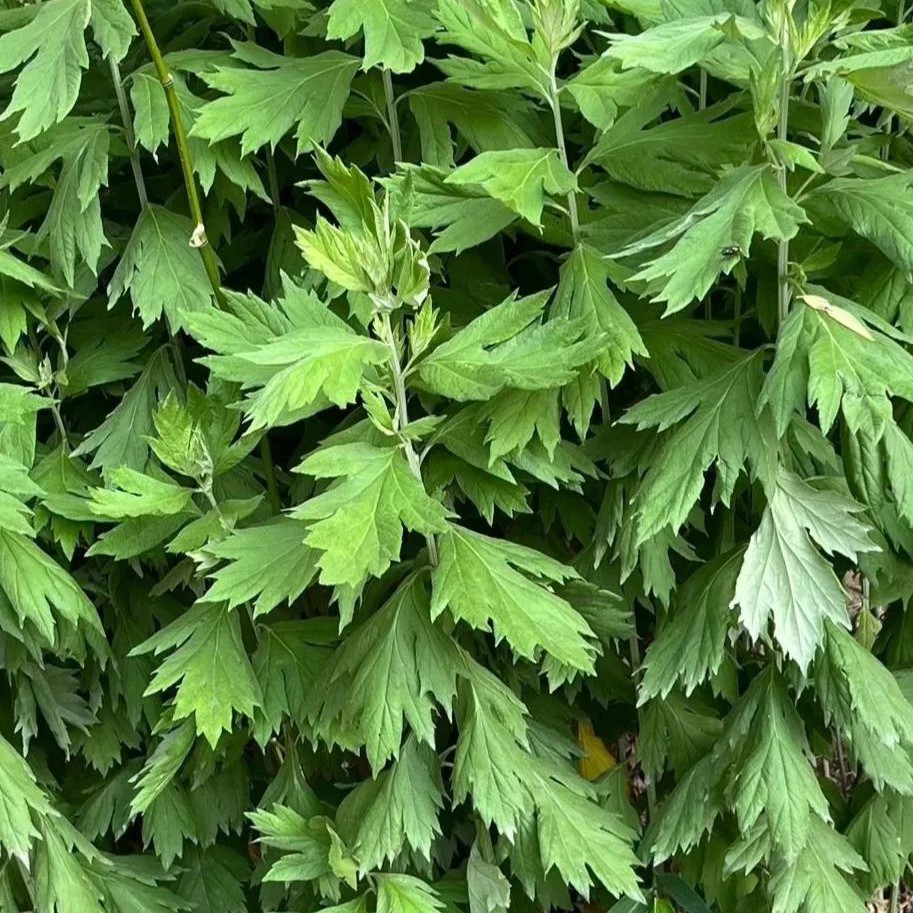 野生艾草暖胃祛寒月子发汗小孩增强免疫力冲凉泡脚