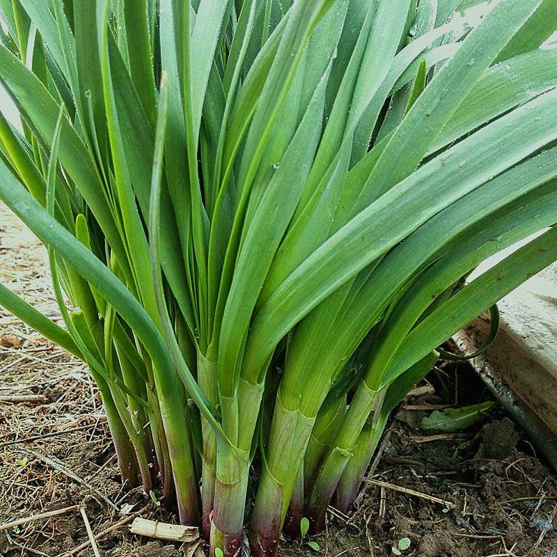 山东沂蒙山新鲜优质绿色露天无公害韭菜批发商用新鲜蔬菜现割现发