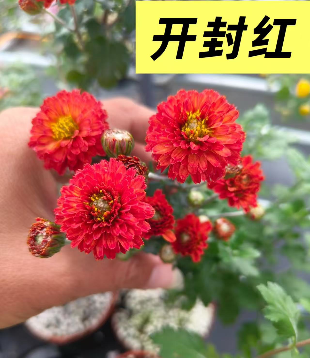 日货原生木本菊 开封红 小盆景