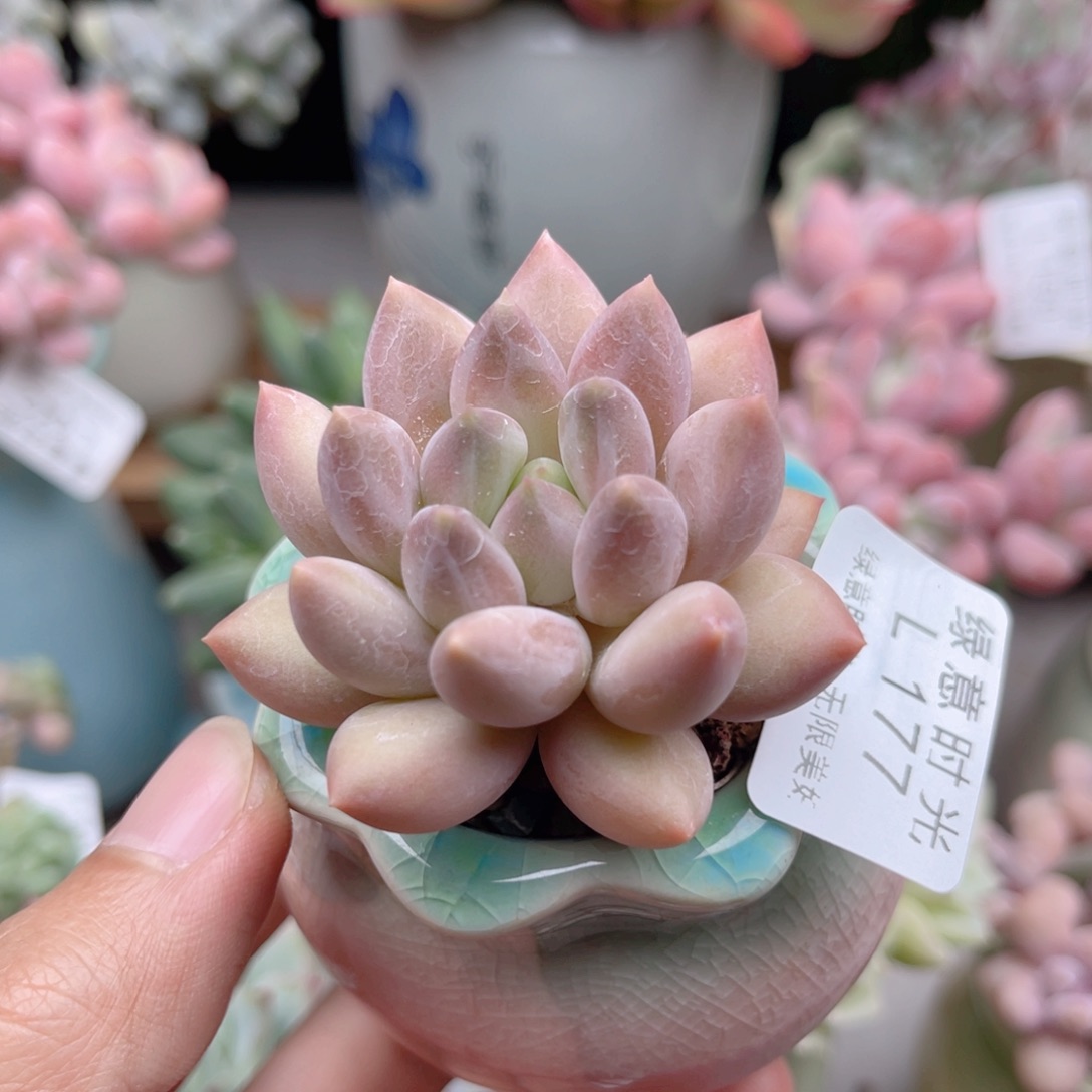 177 虞美人  带陶瓷盆发货 一物一拍