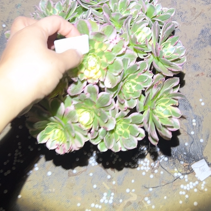 指***沙不包侧枝一物一拍134