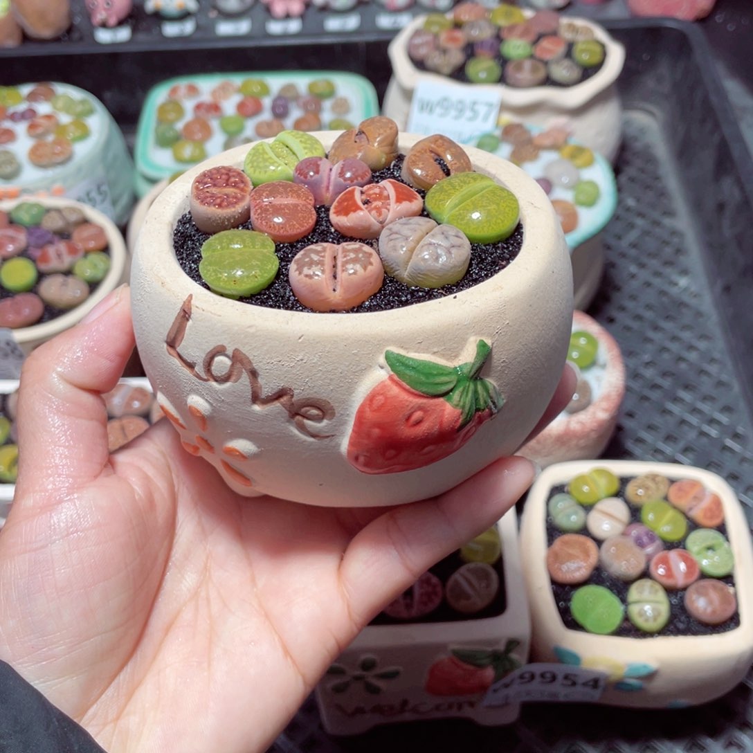 w9960 带盆土发货-零下地区拍保温箱