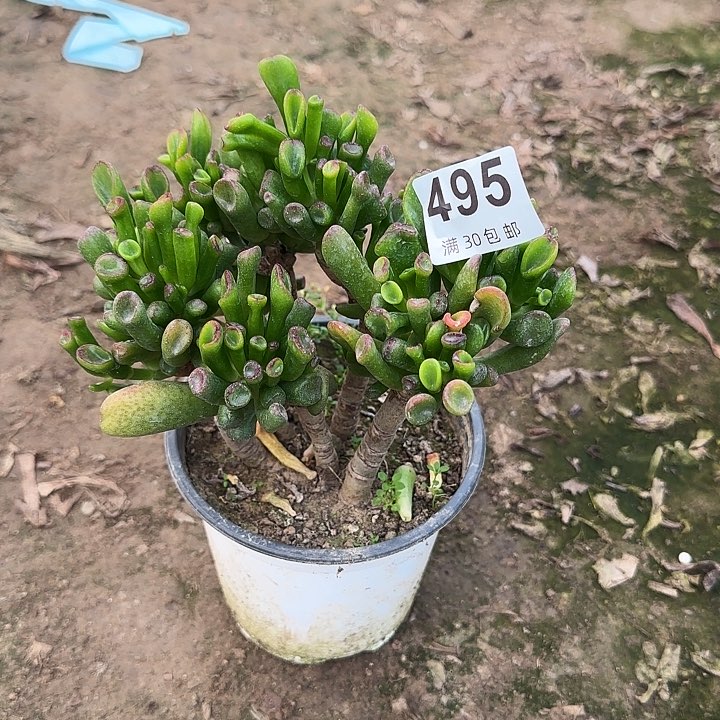 495。              
