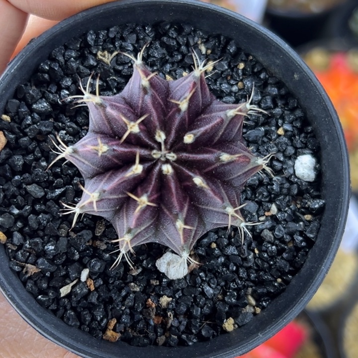 泰国米哈仙人球13