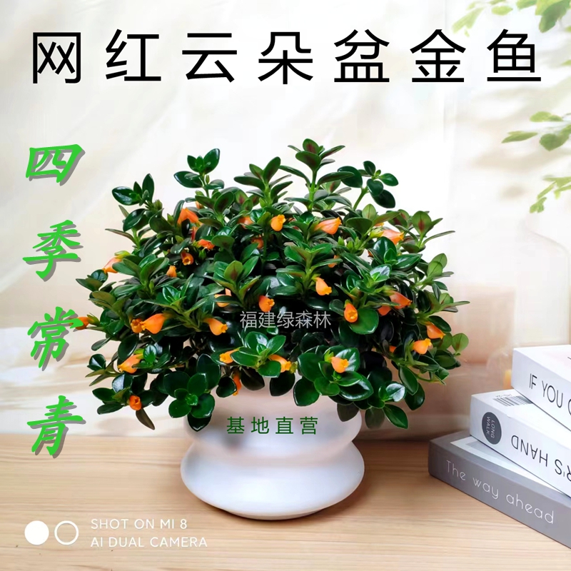 云朵盆金鱼吊兰盆栽花卉四季观花植物室内吸甲醛绿植阳台好养
