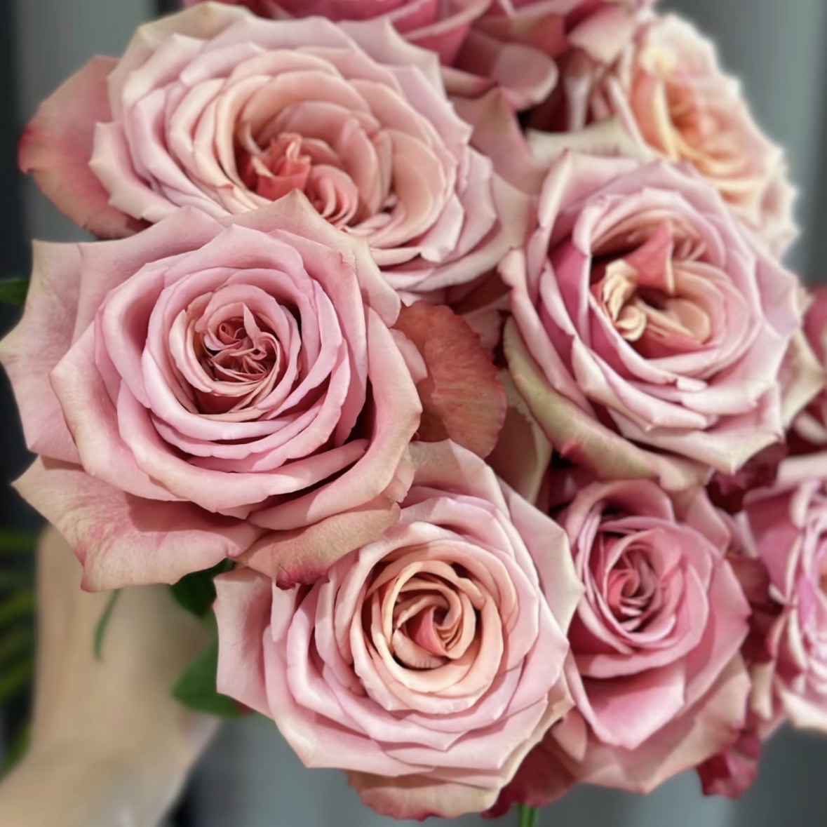 【基地直发】【5度以下拍保温棉】一片深紫玫瑰 复古紫玫瑰