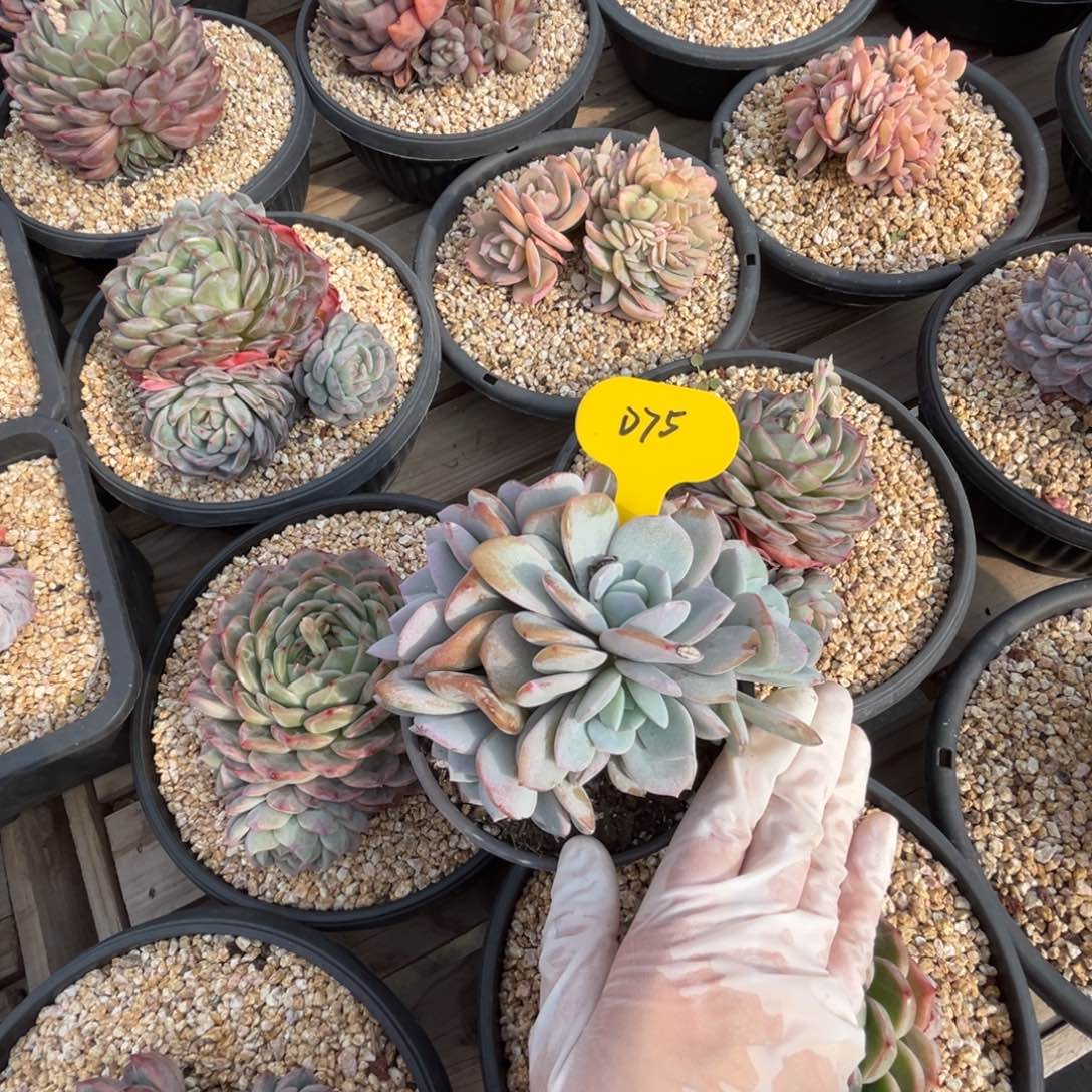 d75奶茶群生默认有掐心的