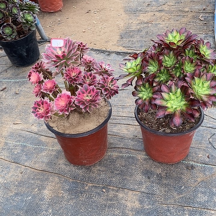 25，2颗多肉法师多肉法师