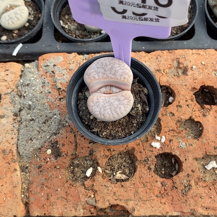 波***咪生长习性生于海拔较046