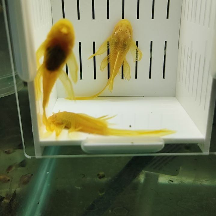 灯***母工具鱼一对＋福利一只大帆